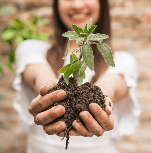 Hands holding a plant