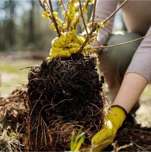 Hands holding a plant